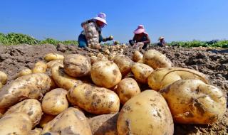 5月份挖回的土豆怎么保存不发芽